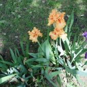 Kattintson a képre az új ablakban megnyíló eredeti felbontású fotóért.