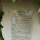 Kattintson a képre az új ablakban megnyíló eredeti felbontású fotóért.