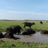 Kattintson a képre az új ablakban megnyíló eredeti felbontású fotóért.