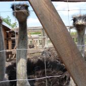 Kattintson a képre az új ablakban megnyíló eredeti felbontású fotóért.