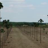 Kattintson a képre az új ablakban megnyíló eredeti felbontású fotóért.