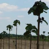 Kattintson a képre az új ablakban megnyíló eredeti felbontású fotóért.