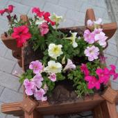 Kattintson a képre az új ablakban megnyíló eredeti felbontású fotóért.