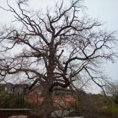 Kattintson a képre az új ablakban megnyíló eredeti felbontású fotóért.