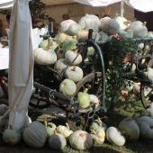 Kattintson a képre az új ablakban megnyíló eredeti felbontású fotóért.